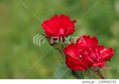 多くの人々の心を癒す色とりどりに咲き誇るバラの花たち 多くの人々の心を癒す色とりどりに咲き誇るバラの花たち 126666238