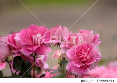 多くの人々の心を癒す色とりどりに咲き誇るバラの花たち 126666244