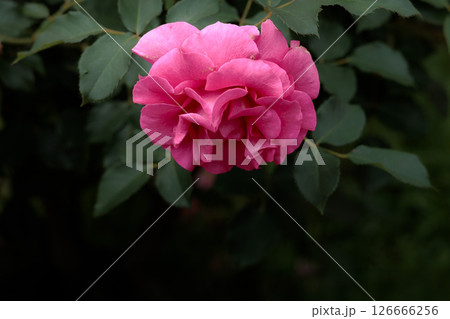 多くの人々の心を癒す色とりどりに咲き誇るバラの花たち 126666256