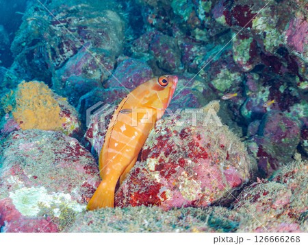 大きく美しいアカハタ（ハタ科）。 ヒリゾ浜中木南伊豆町伊豆半島静岡県2024 126666268