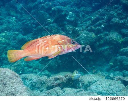 大きく美しいアカハタ（ハタ科）。 ヒリゾ浜中木南伊豆町伊豆半島静岡県2024 126666270