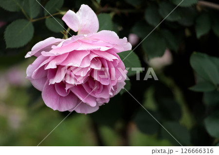 多くの人々の心を癒す色とりどりに咲き誇るバラの花たち 多くの人々の心を癒す色とりどりに咲き誇るバラの花たち 126666316