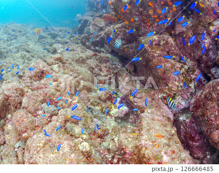 美しいアカハタ、ソラスズメダイ他群れ。ウミトサカ、イボヤギ他のソフトコーラルが群生する岩礁 ヒリゾ浜 126666485