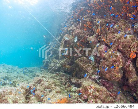 美しいアカハタ、ソラスズメダイ他群れ。ウミトサカ、イボヤギ他のソフトコーラルが群生する岩礁 ヒリゾ浜 126666494