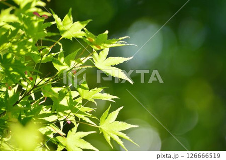 春の芽吹き 新緑 春の芽吹き 新緑 126666519