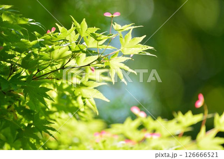 春の芽吹き 新緑 春の芽吹き 新緑 126666521