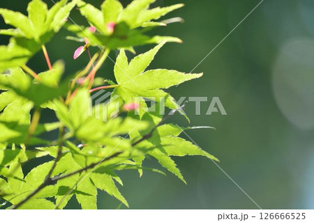 春の芽吹き 新緑 春の芽吹き 新緑 126666525