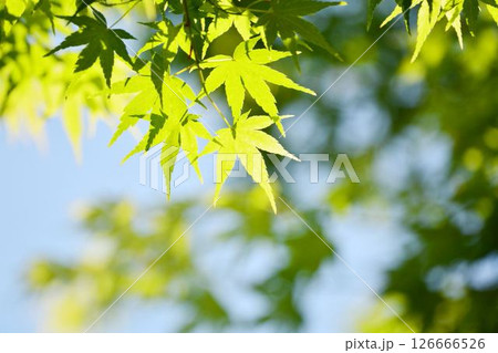 春の芽吹き　新緑 126666526