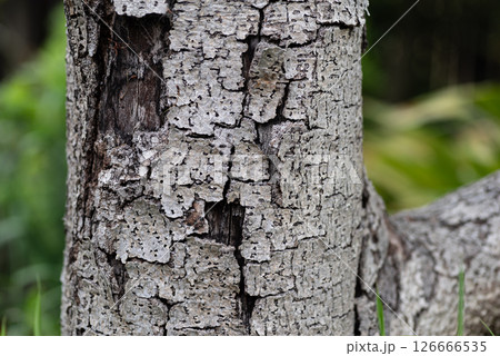 剥がれた白い木の皮 剥がれた白い木の皮 126666535