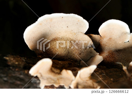 タマチョレイタケ目キノコの裏側テクスチャーアップ（自然環境下ストロボマクロ撮影） 126666612