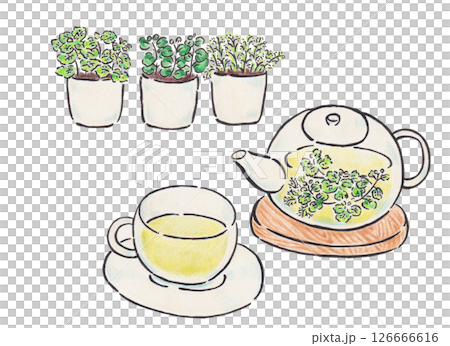 草藥茶和草藥插圖 草藥茶和草藥插圖 126666616