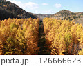 カラマツの紅葉一本道 126666623
