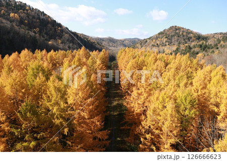 カラマツの紅葉一本道 126666623