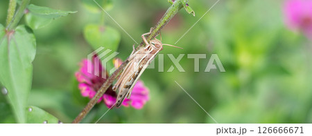 植物に止まるバッタ ツチイナゴ 植物に止まるバッタ ツチイナゴ 126666671