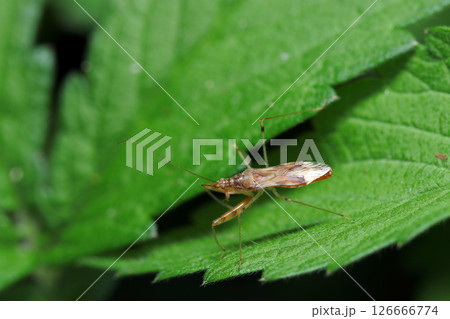 森の暗殺者、葉上にアカマキバサシガメの成虫（自然環境下ストロボマクロ撮影） 126666774