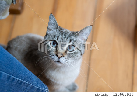 見つめる猫　シャムトラ猫 126666919