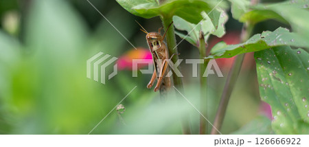 植物に止まるバッタ　ツチイナゴ 126666922