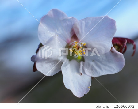 朝のミネザクラ（20250521073118） 126666972