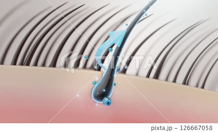 頭皮環境が整い髪が太く健康に育つ様子を示す頭皮 頭皮環境が整い髪が太く健康に育つ様子を示す頭皮 126667058