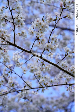 日本の美・桜 日本の美・桜 126667673