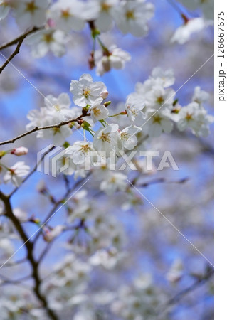 桜を見上げる穏やかな春の日 126667675