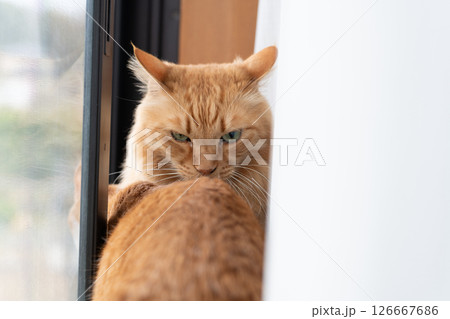 座って見つめる猫　茶トラ猫 126667686