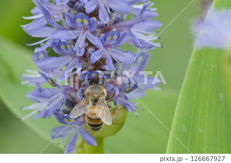 ポンテデリアにとまる蜜蜂 ポンテデリアにとまる蜜蜂 126667927