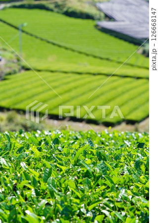京都府景観資産・和束石寺・まだ覆いのある茶畑 126668147