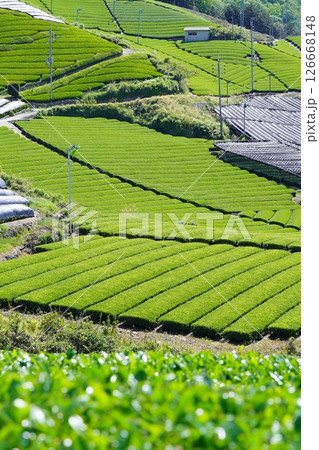 京都府景観資産・和束石寺・まだ覆いのある茶畑 京都府景観資産・和束石寺・まだ覆いのある茶畑 126668148