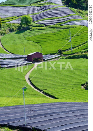 京都府景観資産・和束石寺・まだ覆いのある茶畑 126668150