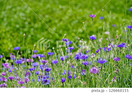 京都府景観資産・和束石寺・茶畑と矢車菊 126668155