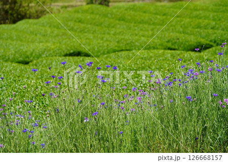 京都府景観資産・和束石寺・茶畑と矢車菊 126668157