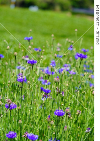 京都府景観資産・和束石寺・茶畑と矢車菊 126668164