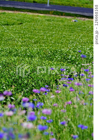 京都府景観資産・和束石寺・茶畑と矢車菊 126668168