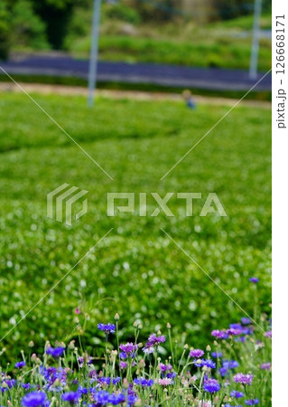 京都府景観資産・和束石寺・茶畑と矢車菊 126668171