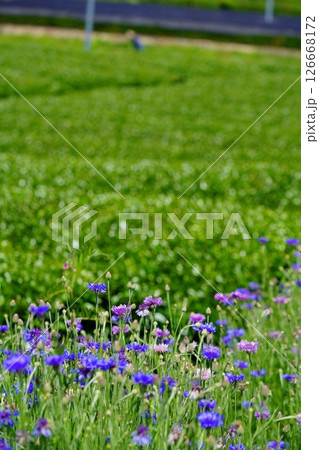 京都府景観資産・和束石寺・茶畑と矢車菊 126668172