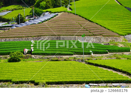 京都府景観資産・和束石寺地区・覆いを外したばかりの茶畑 126668176