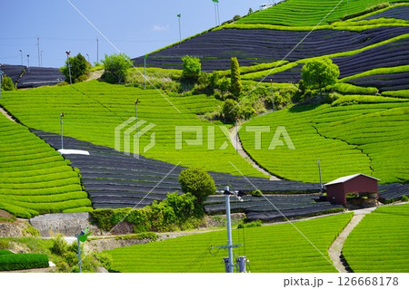 京都府景観資産・和束石寺地区・まだ覆いのある茶畑 京都府景観資産・和束石寺地区・まだ覆いのある茶畑 126668178