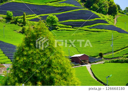 京都府景観資産・和束石寺地区・まだ覆いのある茶畑 126668180