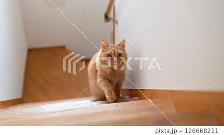 階段を上る猫 茶トラ猫 階段を上る猫 茶トラ猫 126668211