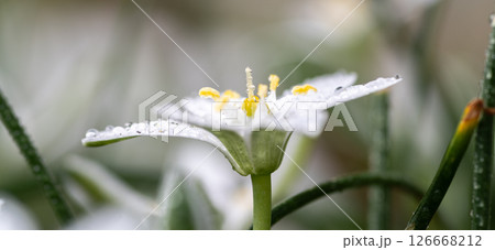 雨に濡れた白い花 雨に濡れた白い花 126668212