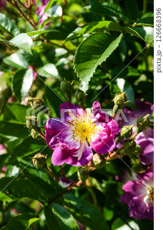 Flowering summer rose in bud Flowering summer rose in bud 126668396