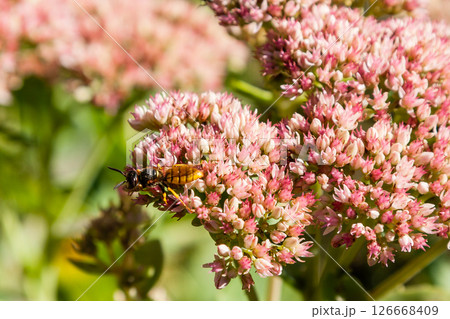 A wasp gathers nectar on flowers A wasp gathers nectar on flowers 126668409