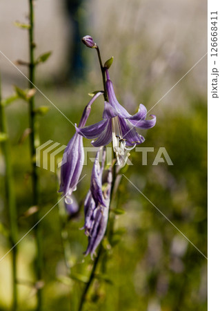 Field flowers on which insects and bees sit close up Field flowers on which insects and bees sit close up 126668411
