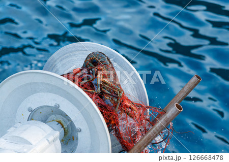 本命のイセエビが穫れた。 伊勢海老の刺し網漁に同船した。 伊豆半島賀茂郡南伊豆町中木ヒリゾ浜2024 本命のイセエビが穫れた。 伊勢海老の刺し網漁に同船した。 伊豆半島賀茂郡南伊豆町中木ヒリゾ浜2024 126668478
