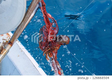 本命のイセエビが穫れた。 伊勢海老の刺し網漁に同船した。 伊豆半島賀茂郡南伊豆町中木ヒリゾ浜2024 126668504