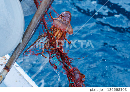 本命のイセエビが穫れた。 伊勢海老の刺し網漁に同船した。 伊豆半島賀茂郡南伊豆町中木ヒリゾ浜2024 126668508