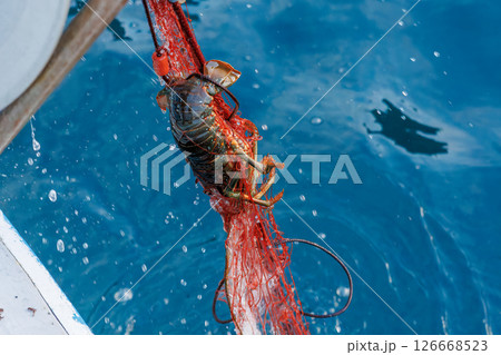 本命のイセエビが穫れた。 伊勢海老の刺し網漁に同船した。 伊豆半島賀茂郡南伊豆町中木ヒリゾ浜2024 本命のイセエビが穫れた。 伊勢海老の刺し網漁に同船した。 伊豆半島賀茂郡南伊豆町中木ヒリゾ浜2024 126668523