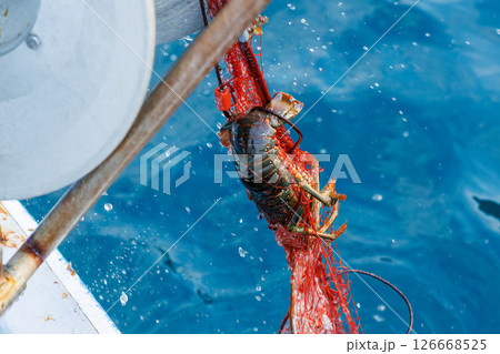 本命のイセエビが穫れた。 伊勢海老の刺し網漁に同船した。 伊豆半島賀茂郡南伊豆町中木ヒリゾ浜2024 本命のイセエビが穫れた。 伊勢海老の刺し網漁に同船した。 伊豆半島賀茂郡南伊豆町中木ヒリゾ浜2024 126668525
