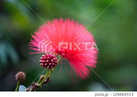 レッドパウダーパフの花 126668553